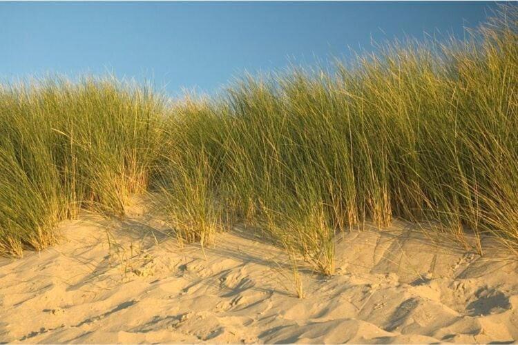 Detached In The Oosterschelde National Park Vakantiehuis Colijnsplaat